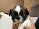 Don de chiot shih tzu non lof 