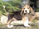 beagle Femelle a donner