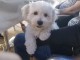 Chiot bichon maltais mâle 