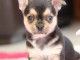    Chiots Type chihuahua a donner 