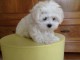 chiot bichon maltais male