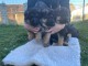 chiots berger Allemand pure race