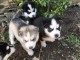 Chiots Husky sibérien à céder 