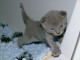 3 Bb Chatons Chartreux Disponibles