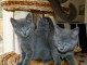 Chatons Chartreux Disponibles POUR NOEL