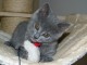 3 Bb Chatons Chartreux Disponibles