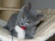 Bb Chatons Chartreux Disponibles