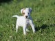 chiot jack russel non lof a donner