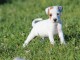 chiot jack russel non lof a donner