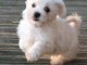 chiot bichon maltais   