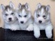 Chiots de race spitz Nain