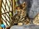 Portée splendide chaton bengal