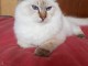 Disponible magnifique chaton ragdoll 