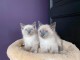  Disponible magnifique chaton sacré de Birmanie 