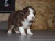 chiot berger australien non lof a donner