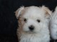 chiot bichon maltais non  LOF