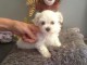 Chiot bichon maltais non lof a ceder