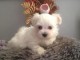 Chiot bichon maltais non lof a ceder