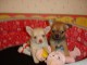 Chiots chihuahua disponible