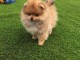 Adorables chiots spitz nain 