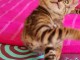 Chatons bengals non loof a donner