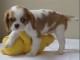 Chiot de race Cavalier King Charles Spaniel