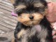 Chiot Yorkshire Terrier a donner 