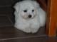 Bichon maltais cherche une famille 