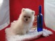 Donne magnifique Chiot  Spitz allemand