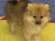 Chiots spitz pomeranien