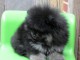 Chiots spitz pomeranien