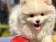 Chiots spitz pomeranien