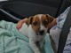 chiot beagle male        