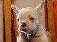Manifique chiots Bouledogue français a donner contre bon soin