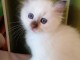  Disponible de suite bb chatons de type sacre de Birmanie 