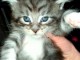 Disponible de suite bb chatons Maine Coon a adopter