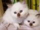 Disponible de suite bb chatons Sacré de Birmanie a adopter