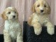 Magnifique chiots F1 Cockapoo pour adoption