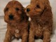 Magnifique chiots F1 Cockapoo pour adoption