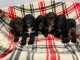 Magnifique chiots F1 Cockapoo pour adoption