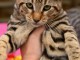 Nous avons des chatons de Bengal disponibles à l’adoption