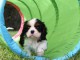  Adorable chiot de type cavalier king charles