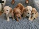 Magnifiques chiots de type Cockapoo mals et femeles LOF disponibl