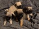 adorable Chiots Pug disponible de suite