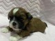 adorable bebe Shih Tzu disponible de suite