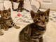 adorable chatons de Bengal LOOF. disponible de suite
