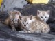 adorable chatons de Bengal LOOF. disponible de suite