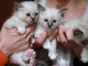 Nous avons des chatons Sacré de Birmanie disponibles à l’adoption