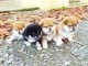 Sublimes Chiots Shiba Inu Pure Race 