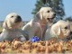 Magnifiques Chiots Golden Retriever Pure Race